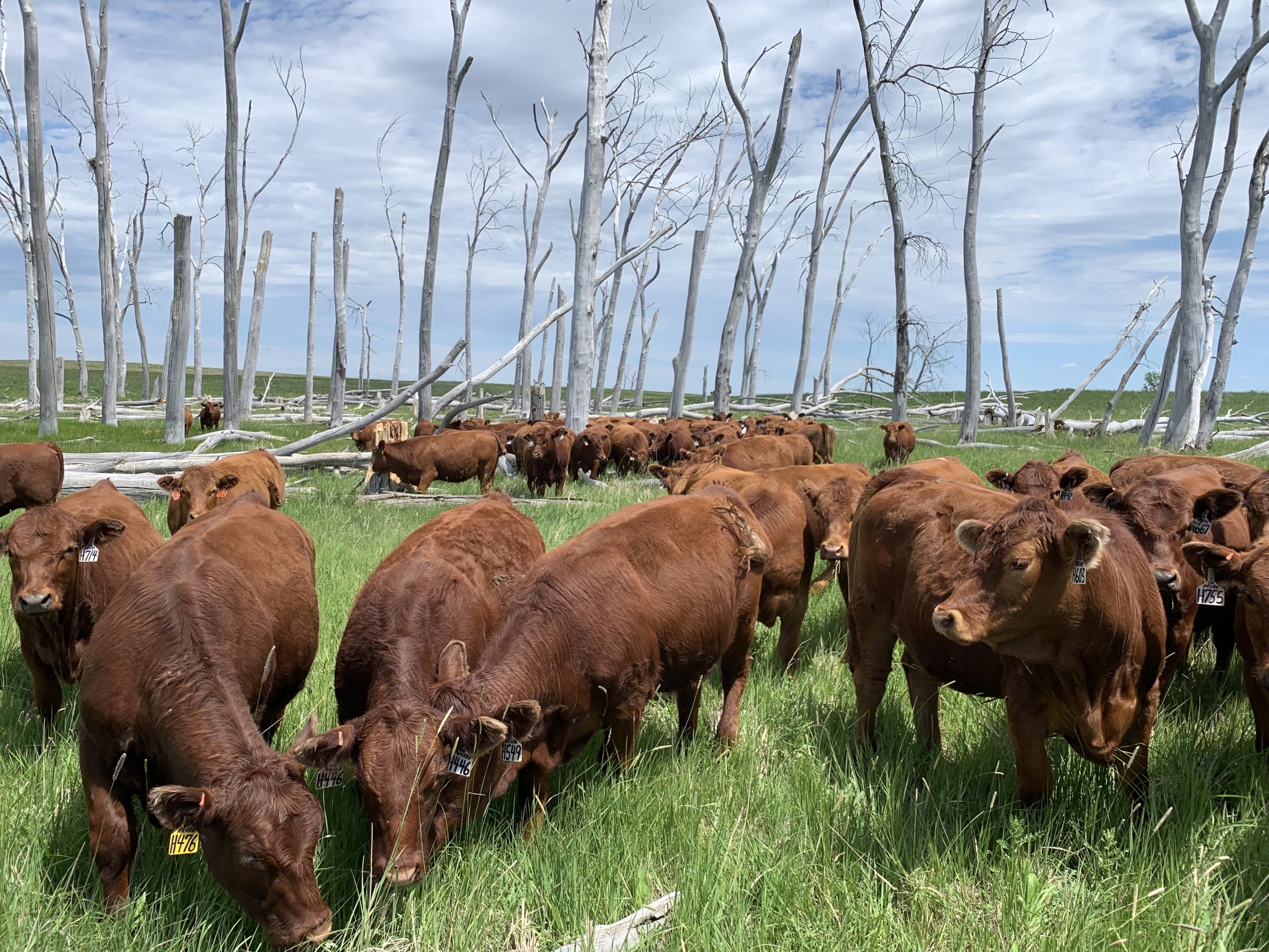 CAttle in Pasture 2